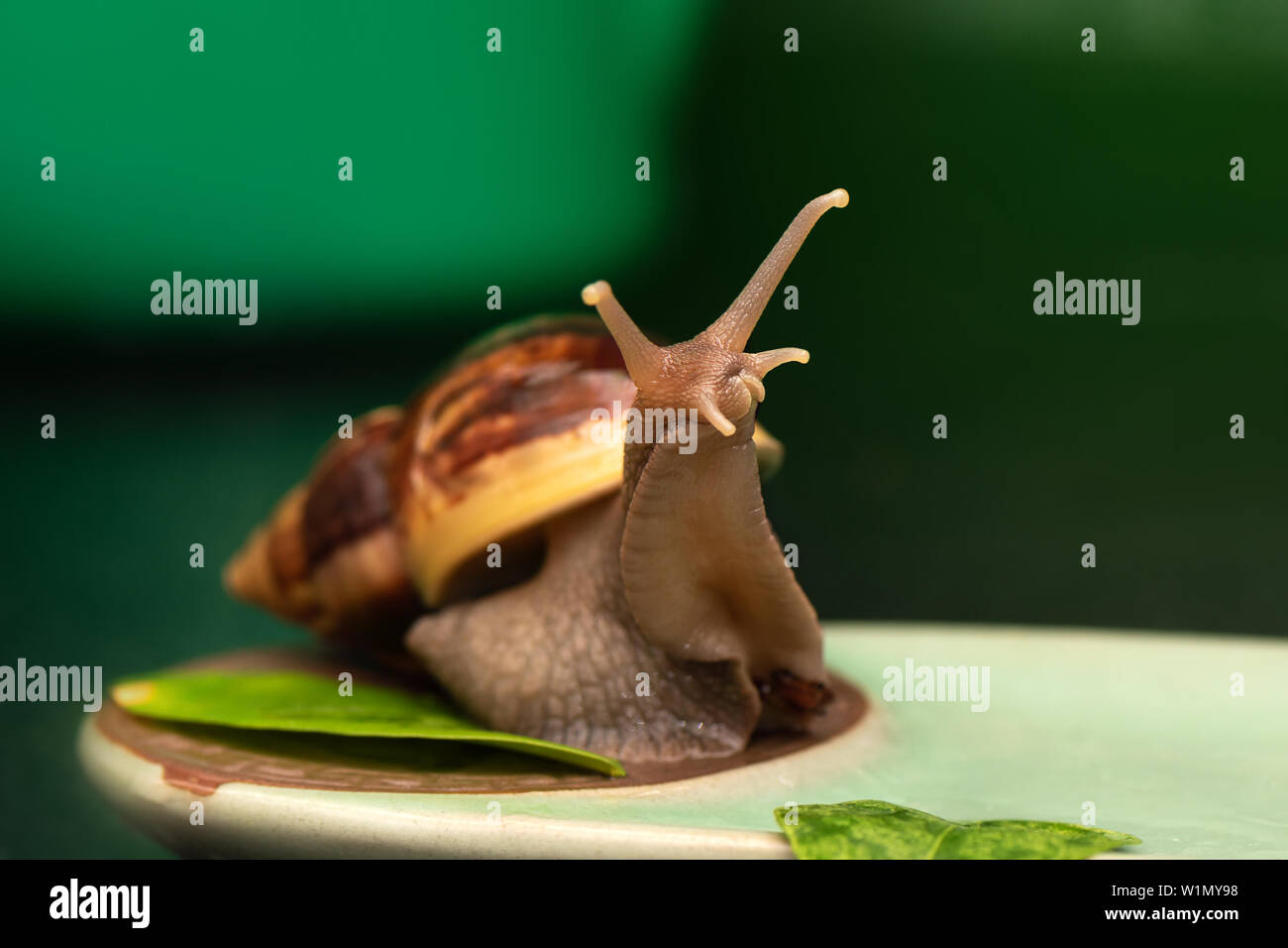 Big snail Achatina on a dark background Stock Photo