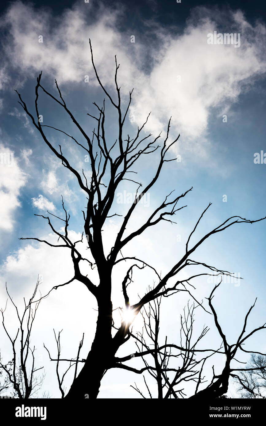 Silhouette of a dead tree against the light with dangeous sky, Hamburg ...