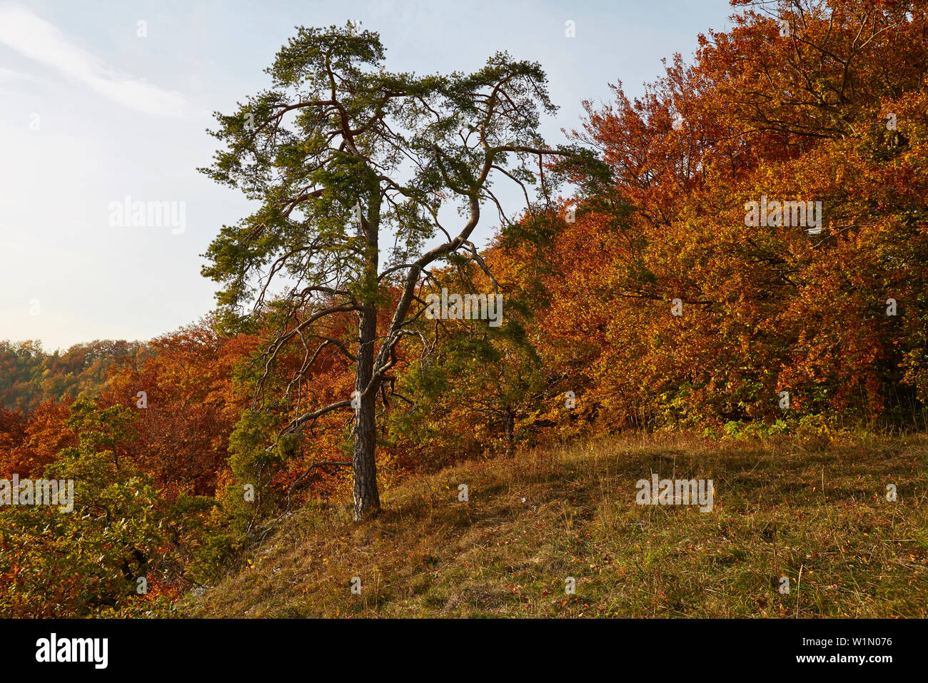 Autumnal tints at the Eichfelsen above the valley of the river Danube , Schwäbische Alb , Baden-Württemberg , Germany , Europe Stock Photo