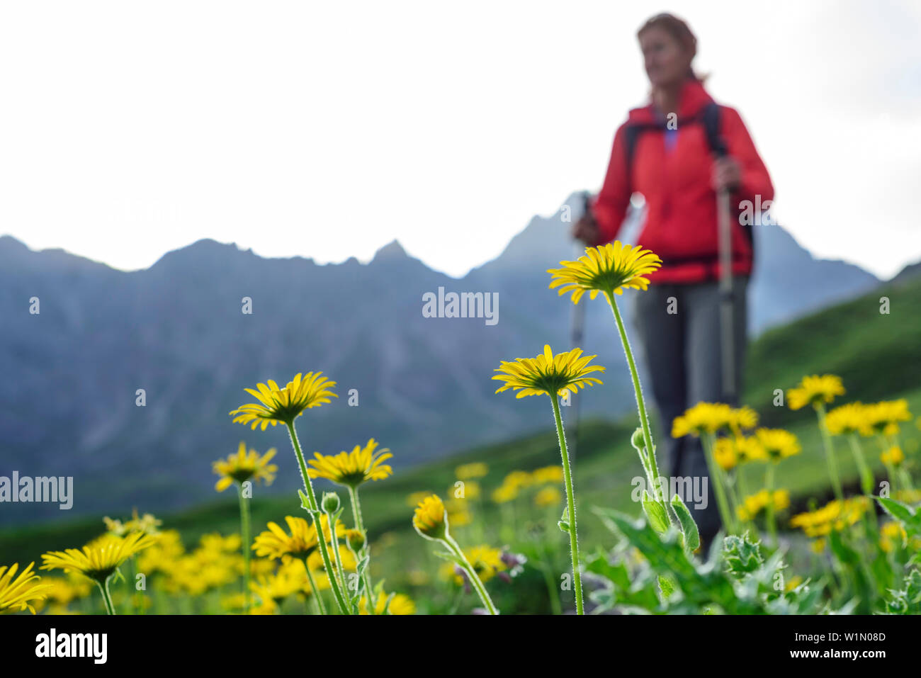 Yellow blooming Doronicum grandiflorum with woman hiking in back, Lechtal Alps, Tyrol, Austria Stock Photo