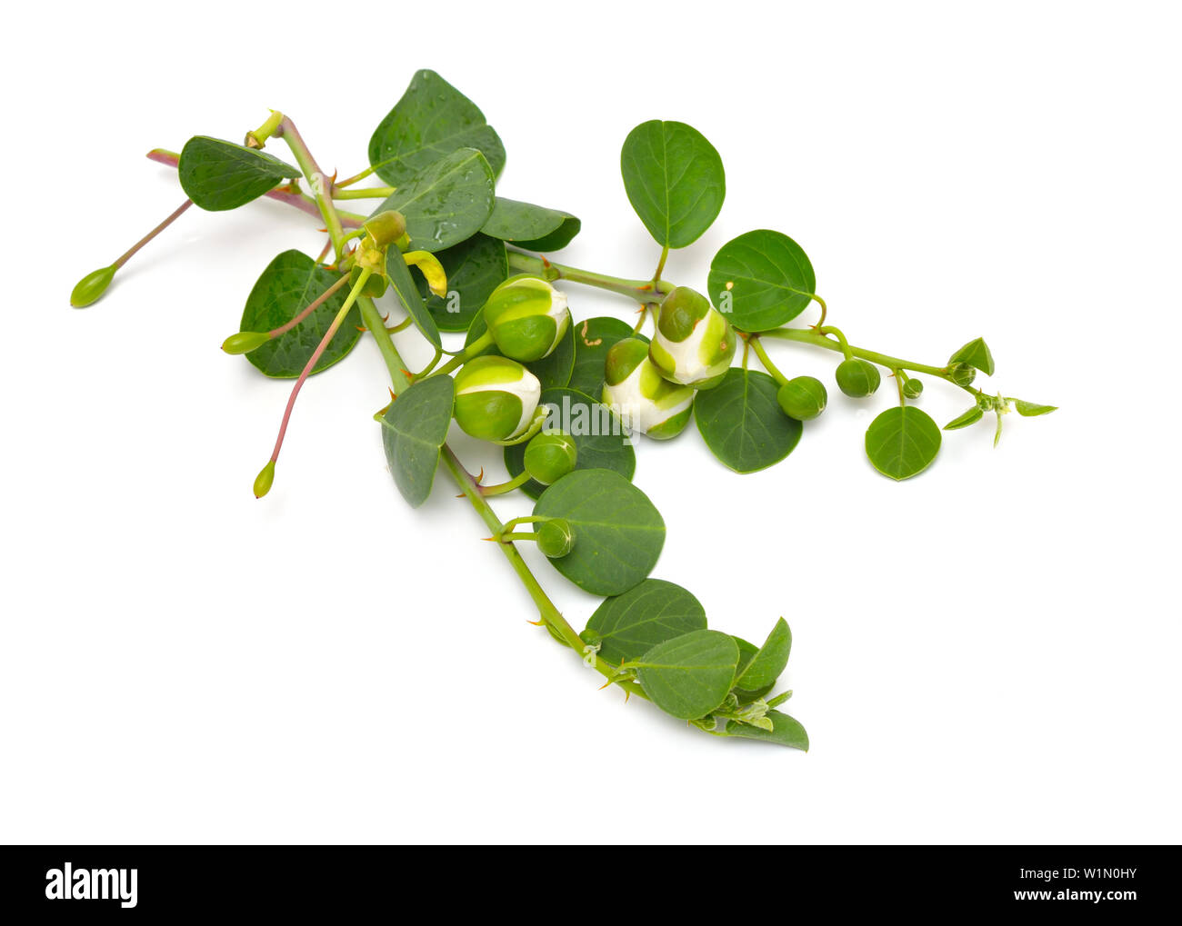 Plant Capparis, known as caper shrubs or caperbushes. Isolated on white background. Stock Photo