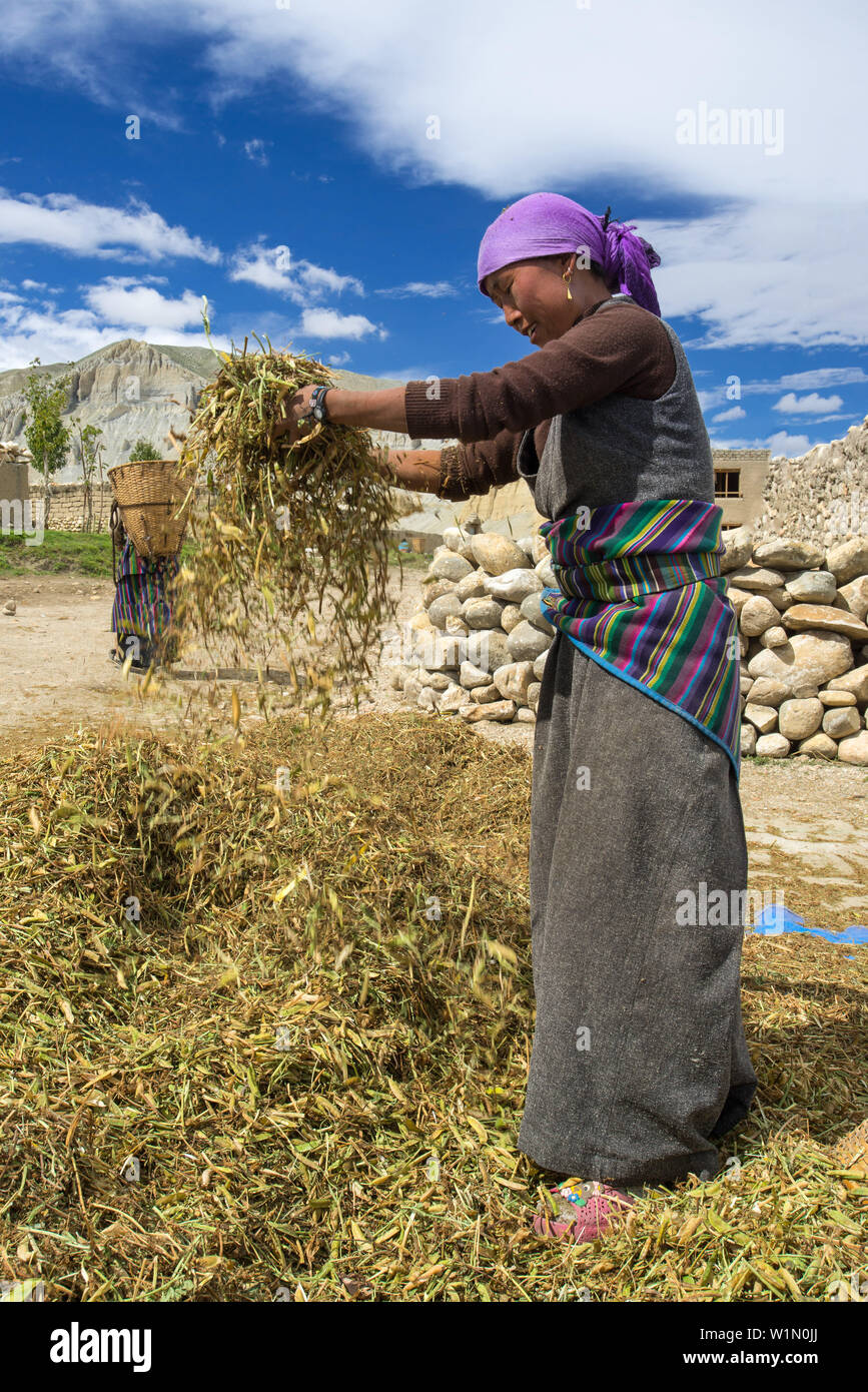 Tibetan woman separating the wheat from the chaff, using the wind ...
