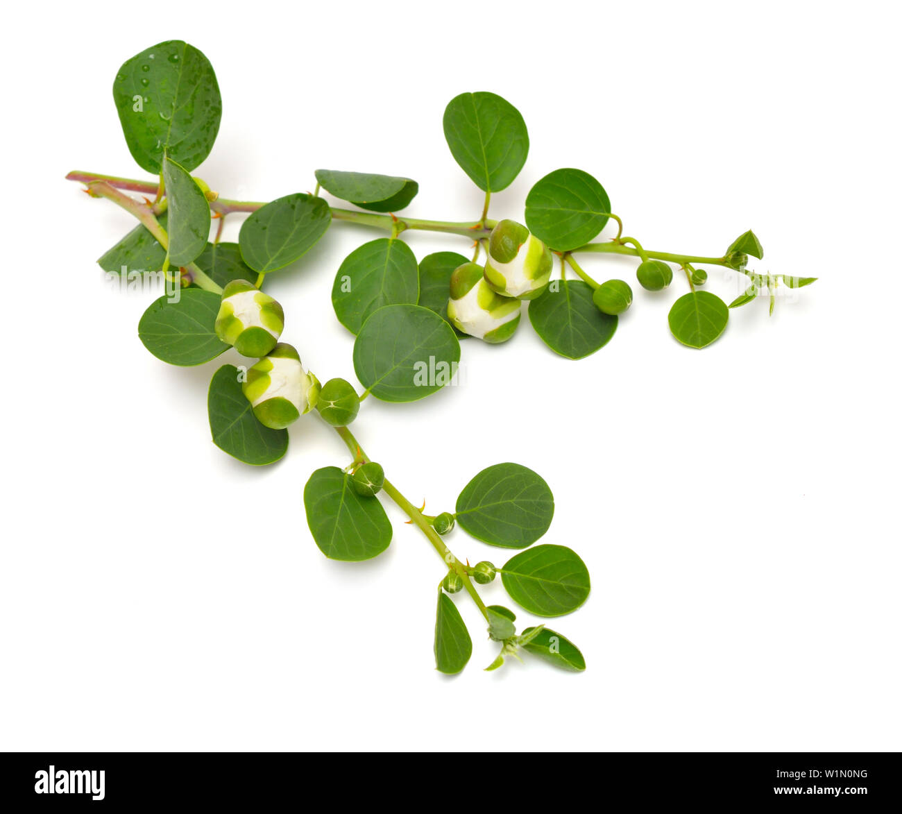 Plant Capparis, known as caper shrubs or caperbushes. Isolated on white background. Stock Photo