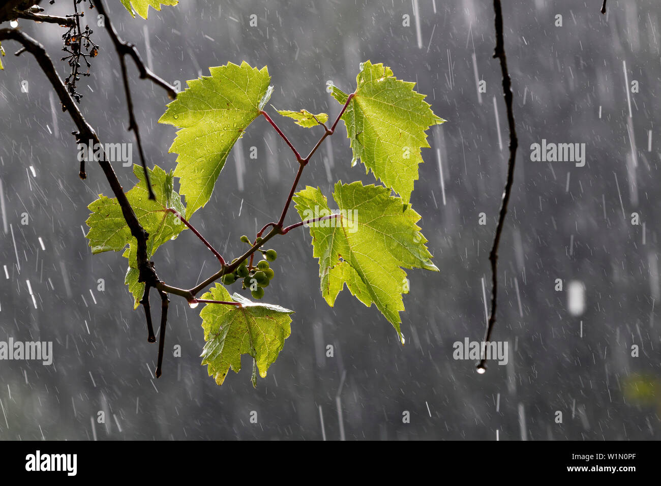 Wine, leaves in rain, Vitis vinifera, Europe Stock Photo