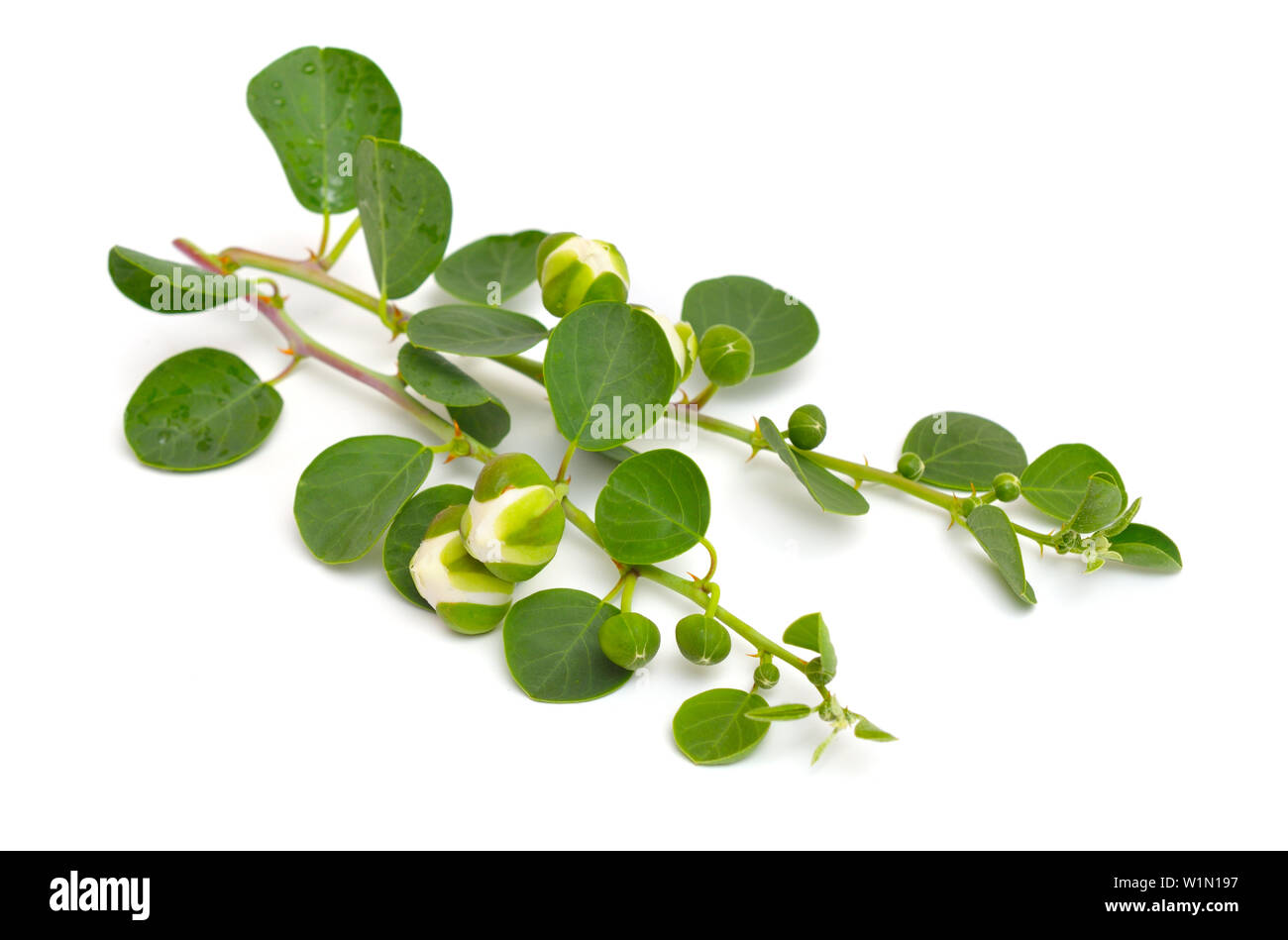 Plant Capparis, known as caper shrubs or caperbushes. Isolated on white background. Stock Photo