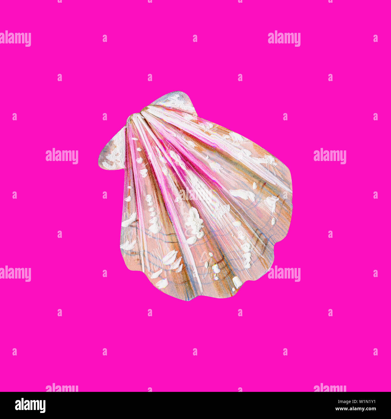 Mother of pearl with pink sea shell scallop. Sea bivalve Pectinidae. Nature of the World Ocean. Underwater resident. Hand drawn illustration isolated Stock Photo