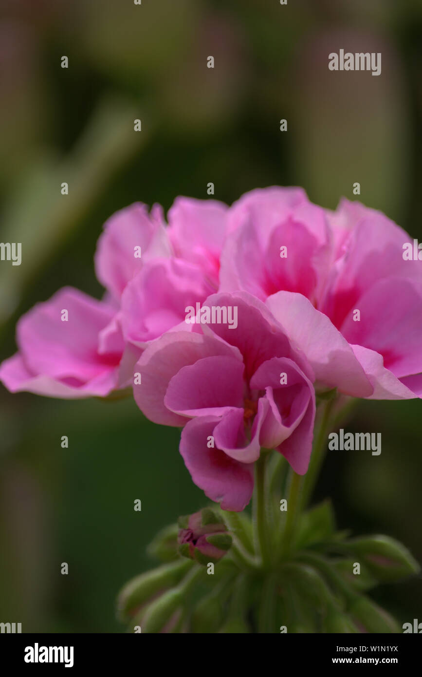 Pink impatiens or busy Lizzie flowers Stock Photo