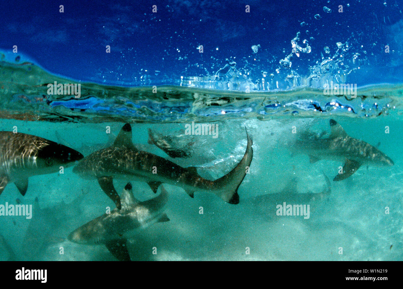 Schwarzspitzen-Riffhaie, Blacktip reef shark, Carcharhinus melanopterus Stock Photo