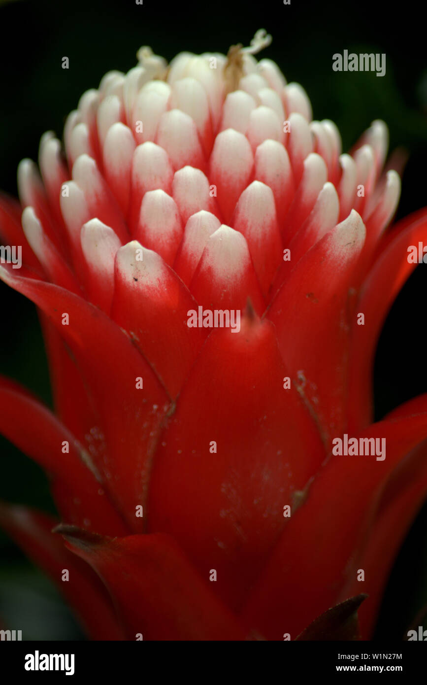 White and red flowering bromeliad bract Stock Photo