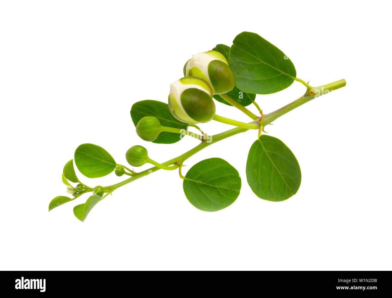 Plant Capparis, known as caper shrubs or caperbushes. Isolated on white