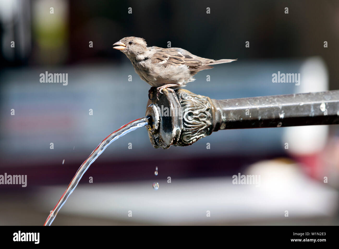 Fountain bird on Bärenplatz, Bern, Switzerland Stock Photo
