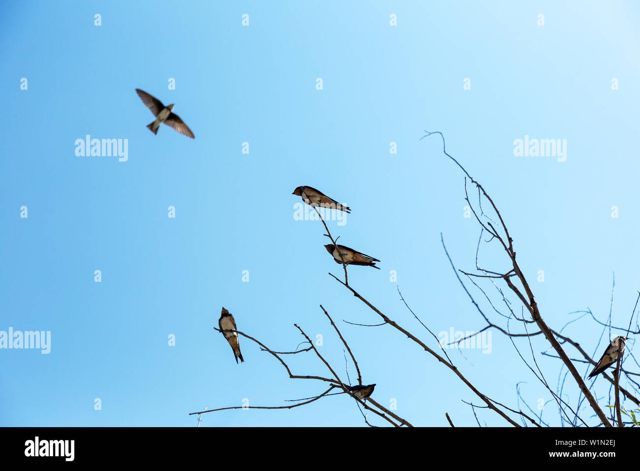 Swallows put on tree branches on a spring day. Stock Photo