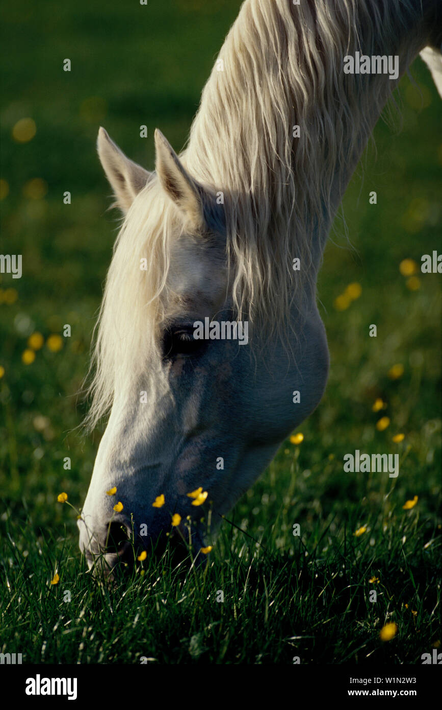 Weisses Pferd Stock Photo