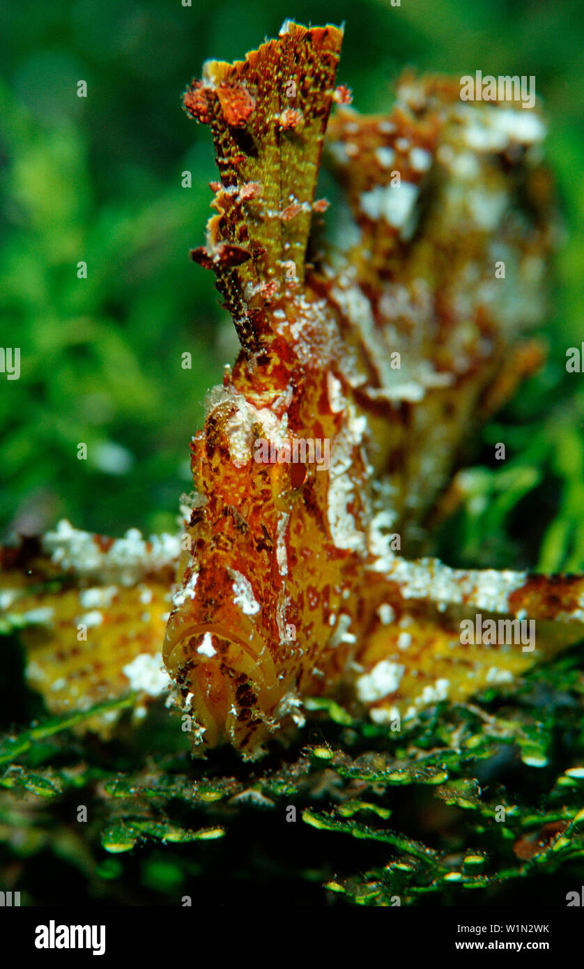 Leaf fish, Taenianotus triacanthus, Indonesia, Raja Ampat, Irian Jaya, West Papua, Indian Ocean Stock Photo