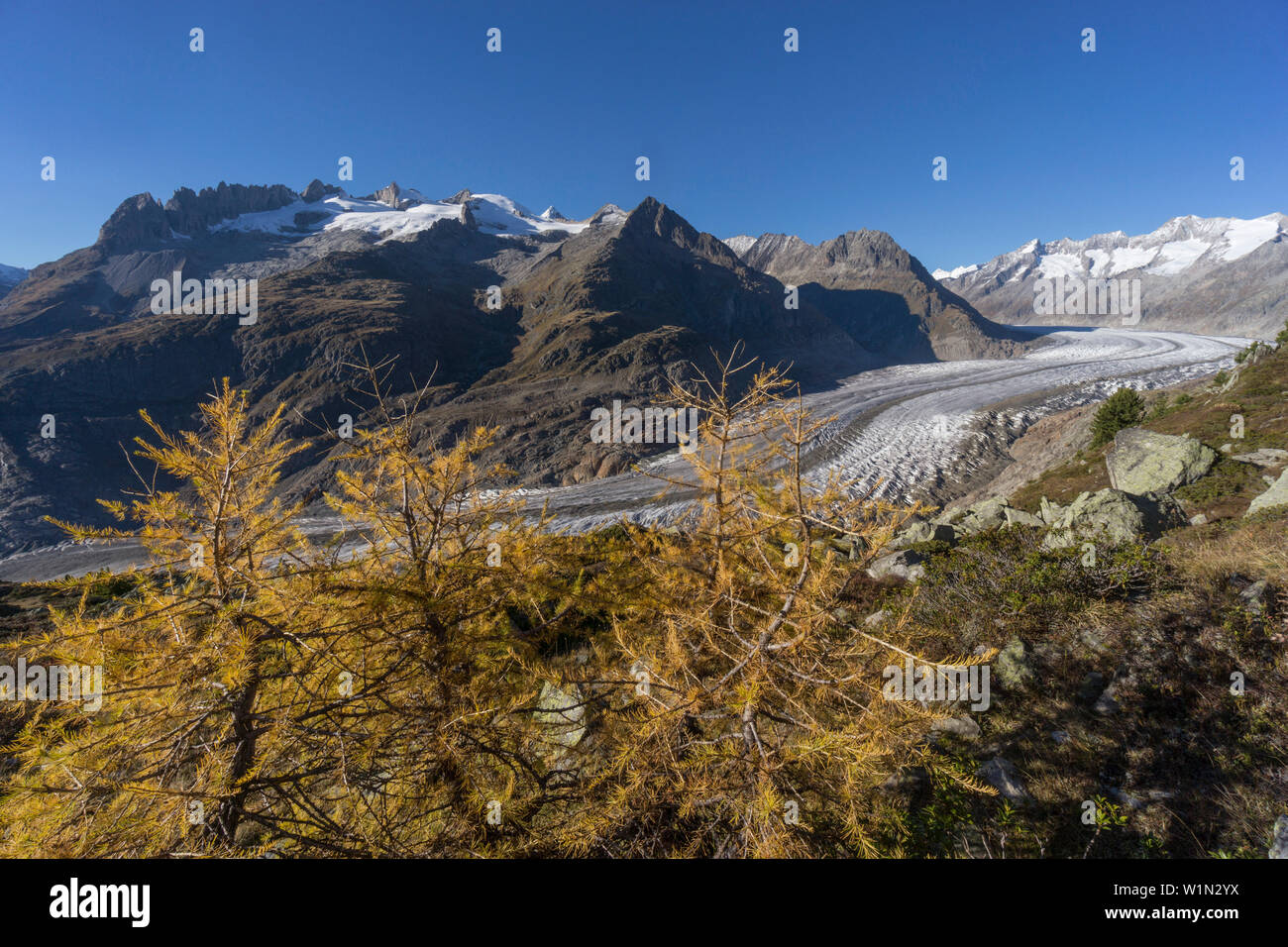 Panorama of the Aletsch Glacier in Autumn, Melting Glacier, Swiss Alps, Switzerland Stock Photo