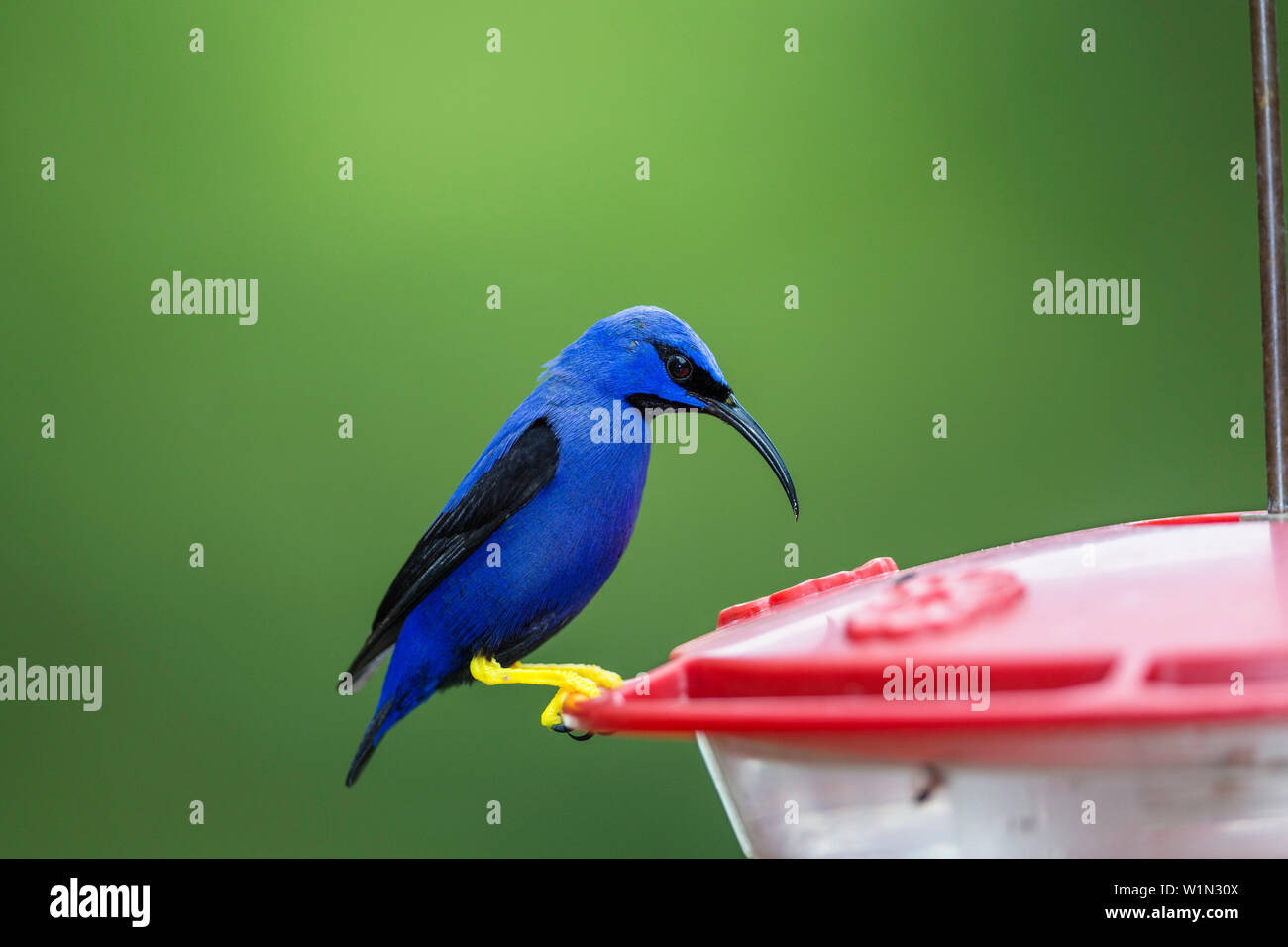 Purple Honeycreeper at a feeder, male, Cyanerpes, caeruleus, Tobago, West Indies, South America Stock Photo