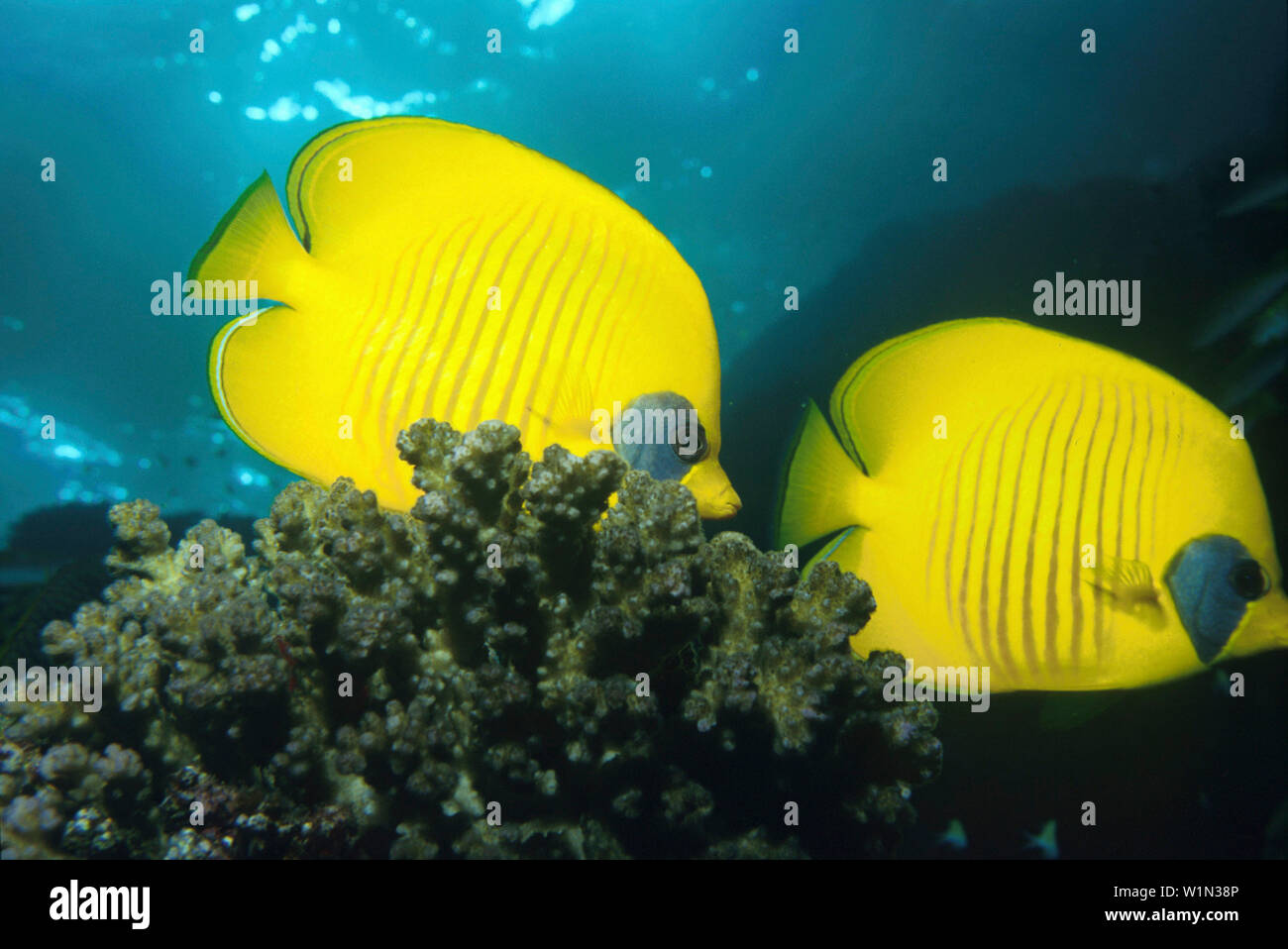 Schmetterlingsfische, Rotes Meer Aegypten Stock Photo