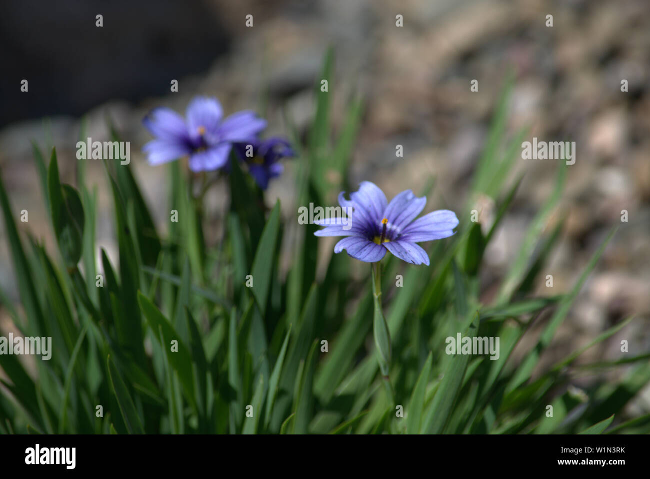 Little blue rockery flowers Stock Photo Alamy