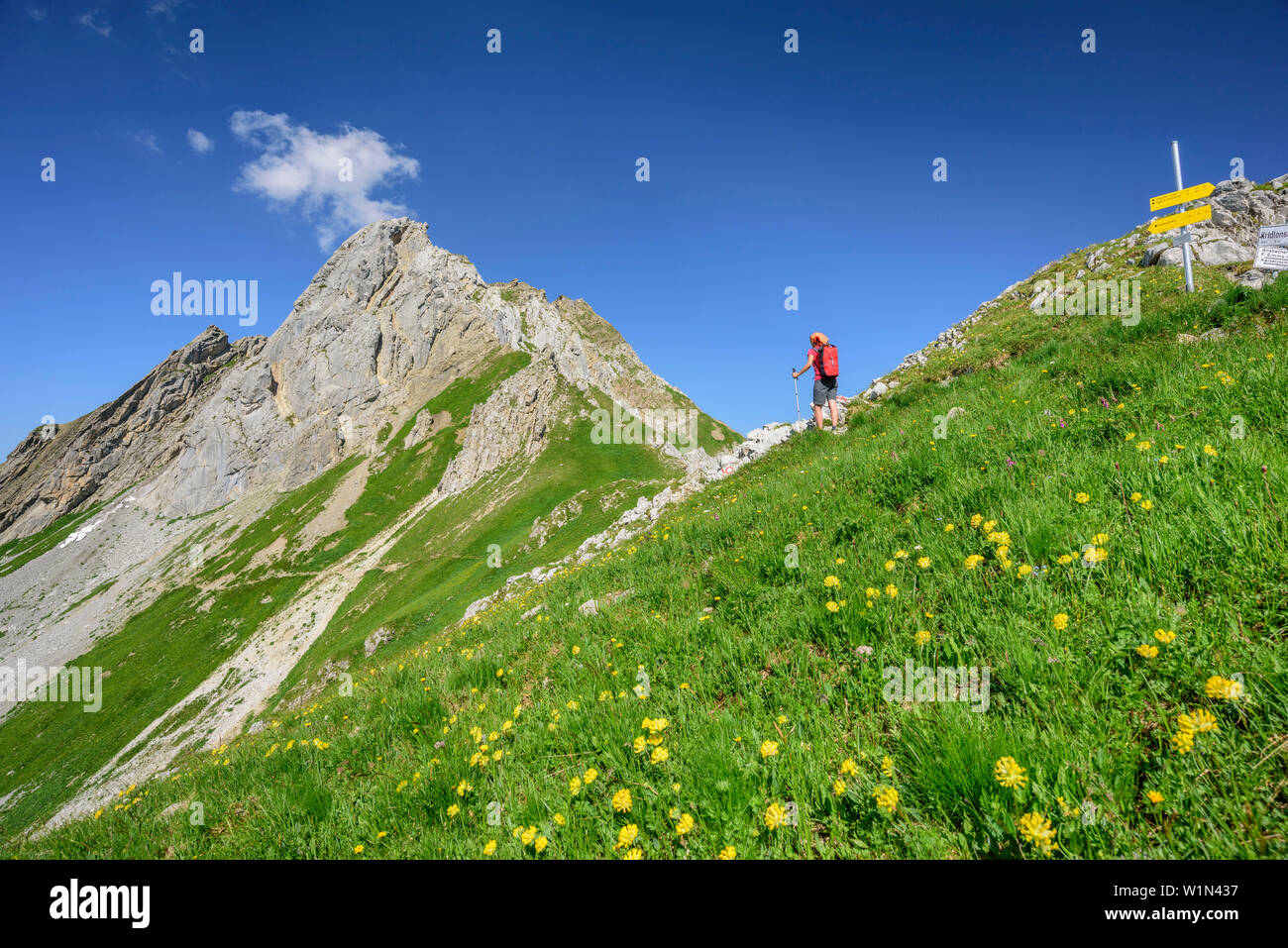 Woman hiking through meadow with flowers, rock spire in background, Lechtal Alps, Tyrol, Austria Stock Photo