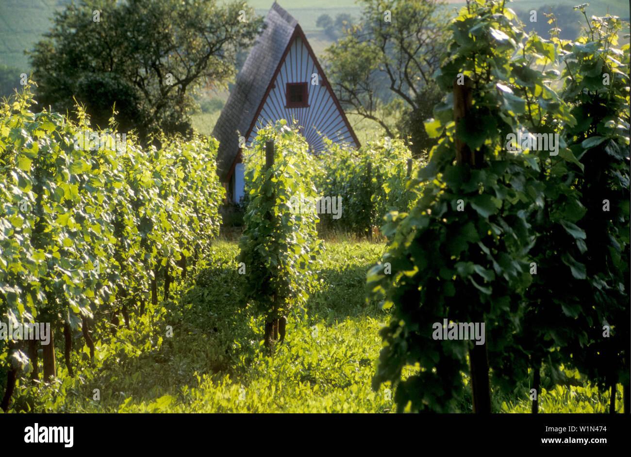 Vineyards, near Heppenheim, Bergstrasse, Odenwald Germany Stock Photo