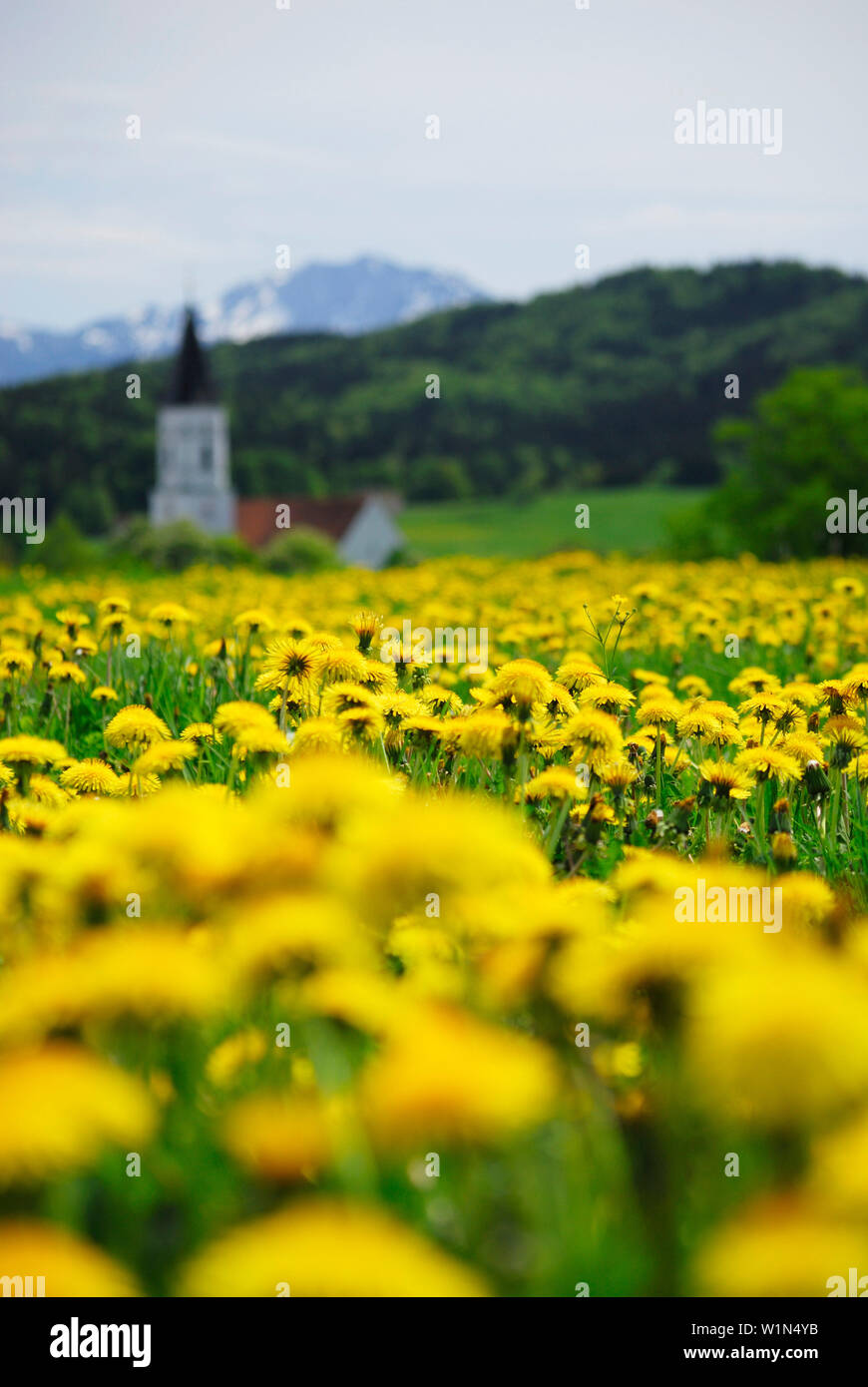 View over meadow with dandelion to spire, near Murnau, Upper Bavaria, Bavaria, Germany Stock Photo