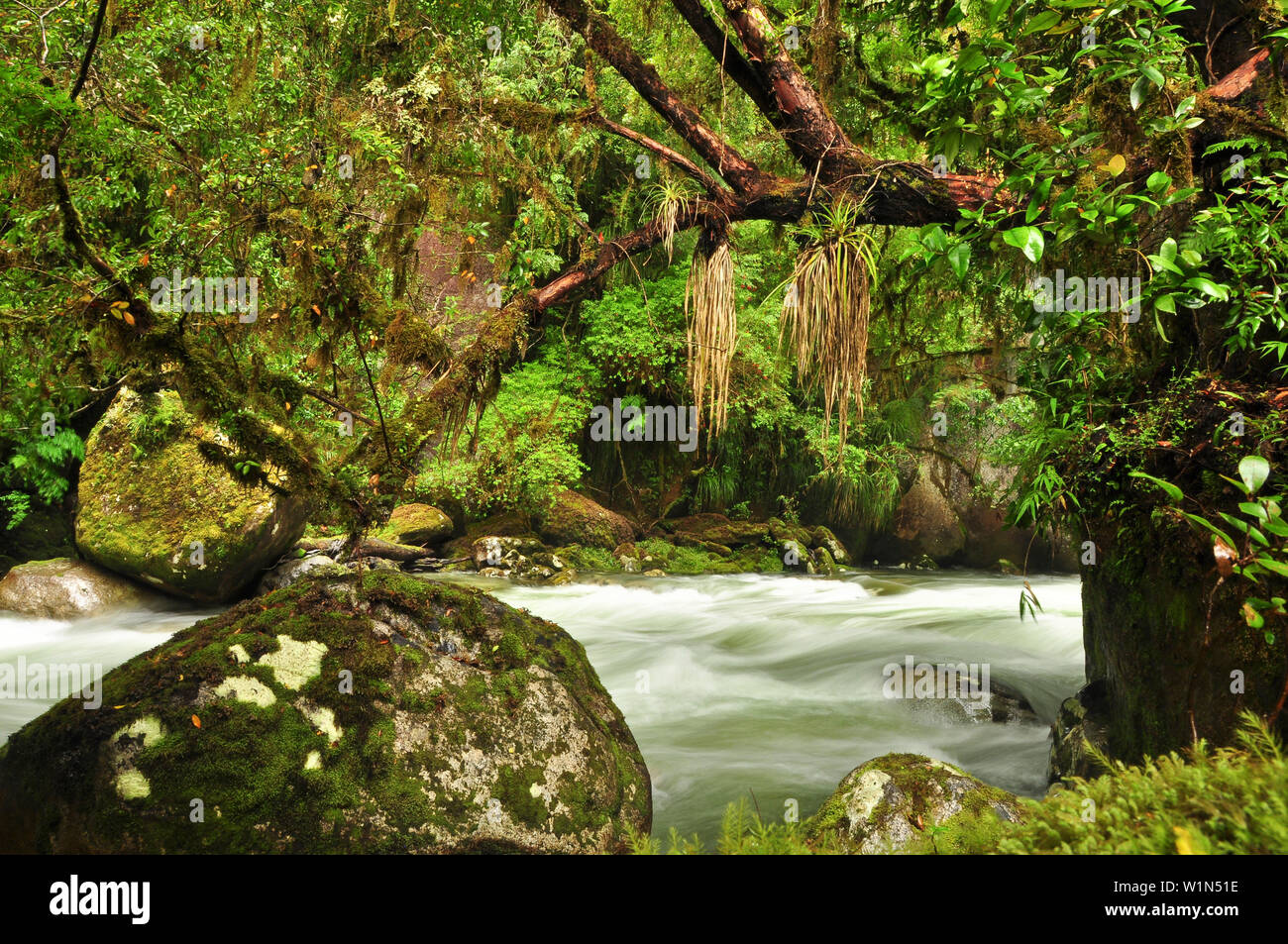 'River and vegetation at rain forest, valley Valle Cochamo, Región de los Lagos, Patagonia, Andes, Chile, Südamerika;' Stock Photo
