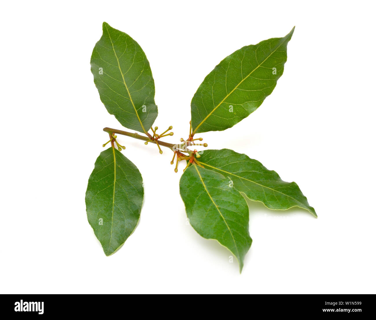 Laurus nobilis. Its common names include bay tree bay laurel, sweet bay, true laurel, Grecian laurel, or simply laurel. Isolated Stock Photo