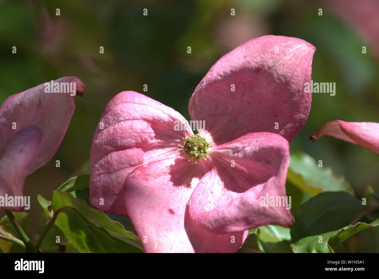 Pink flower on the vine Stock Photo Alamy