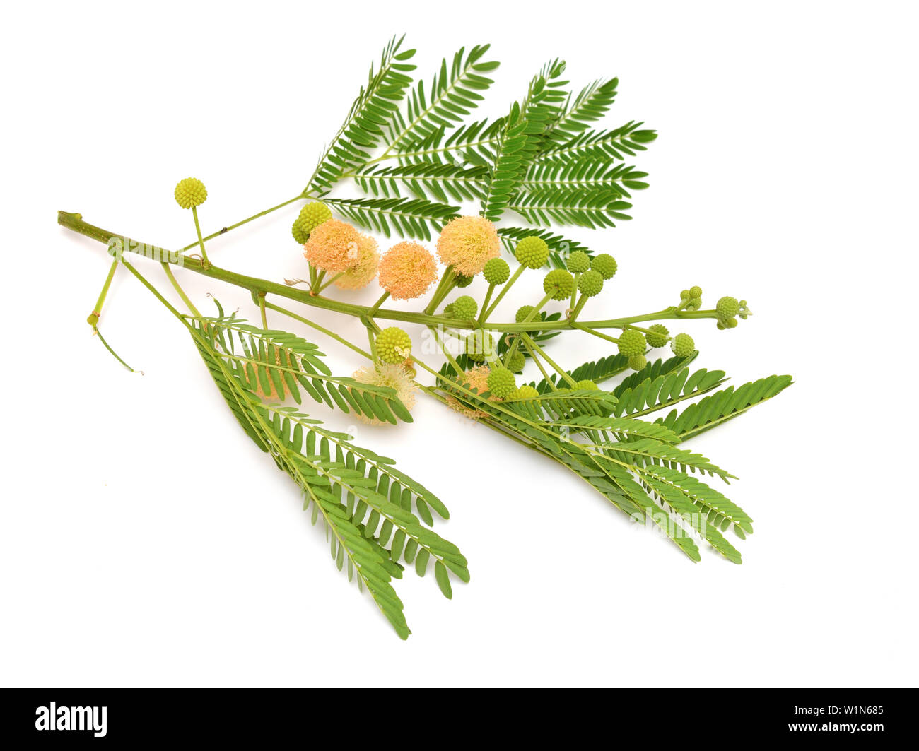 Leucaena leucocephala, Common names include white leadtree, jumbay river tamarind subabul, and white popinac. Isolated. Stock Photo