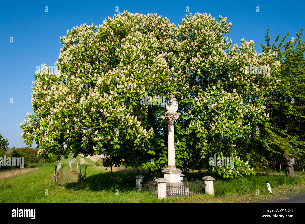 blooming chestnut tree, shrine in Oggau am Neusiedler See, UNESCO World Heritage Site The Cultural Landscape Fertoe-Lake Neusiedl, Burgenland, Austria Stock Photo