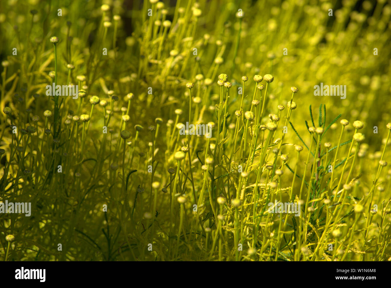 Swathes of green, a natural background image Stock Photo