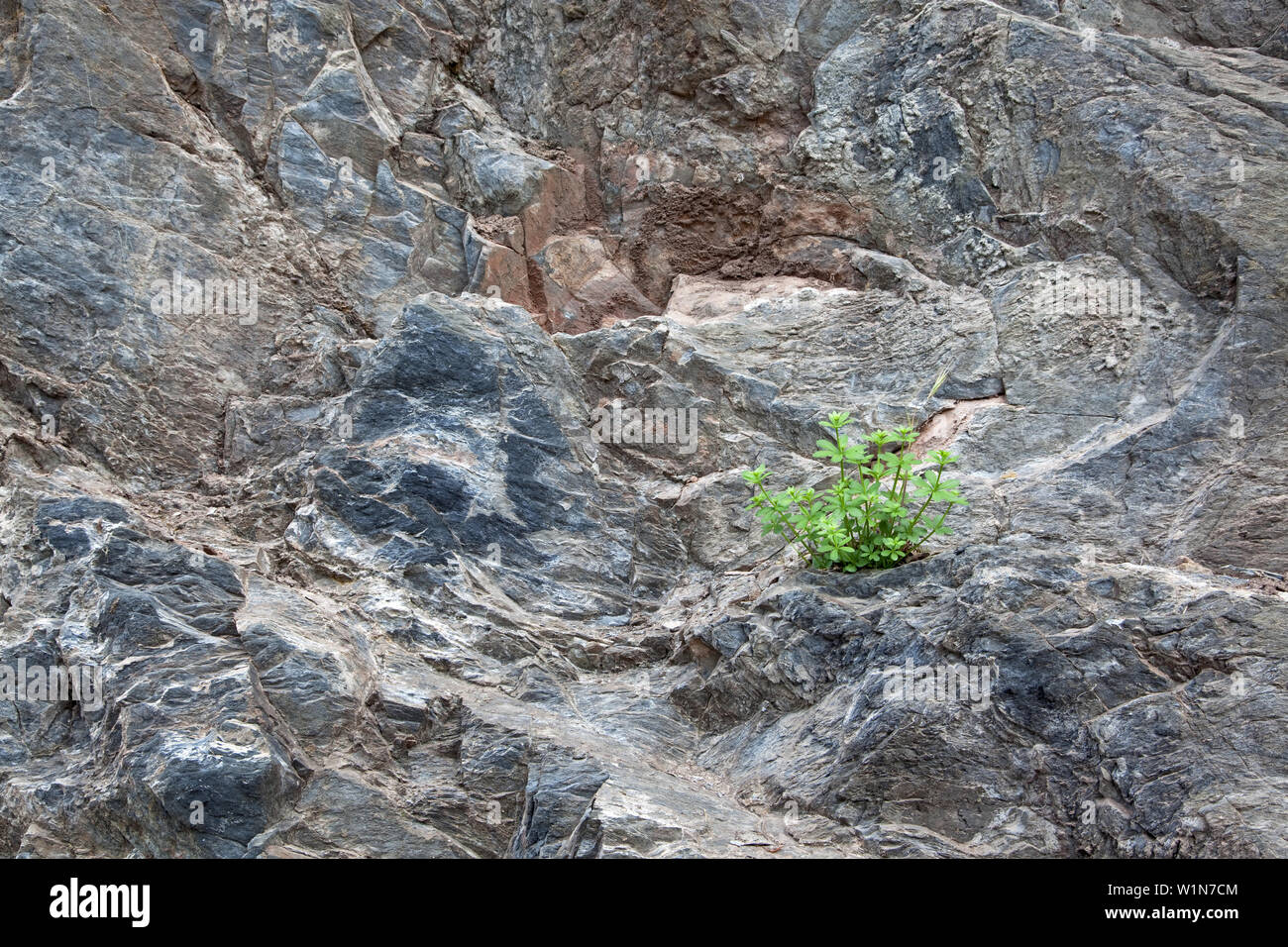 woodruff on a rock, botany Stock Photo