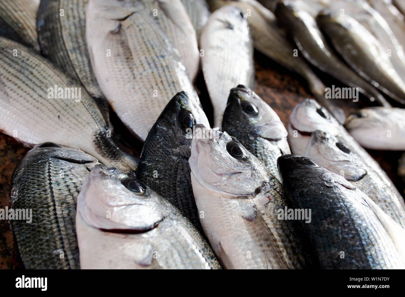Fresh fishes at the market Stock Photo Alamy