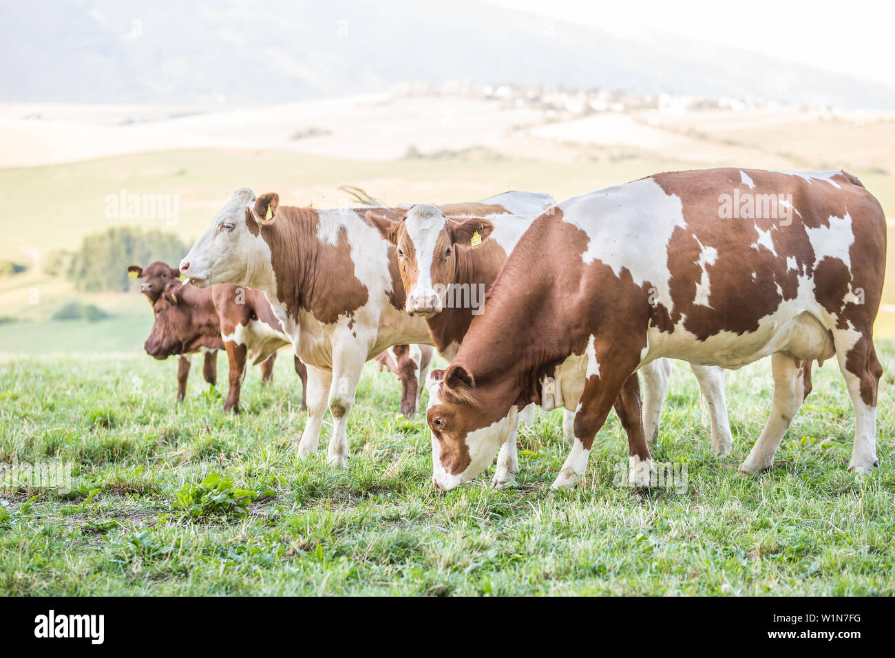 herd cows on a meadows pasture or farmland Stock Photo - Alamy
