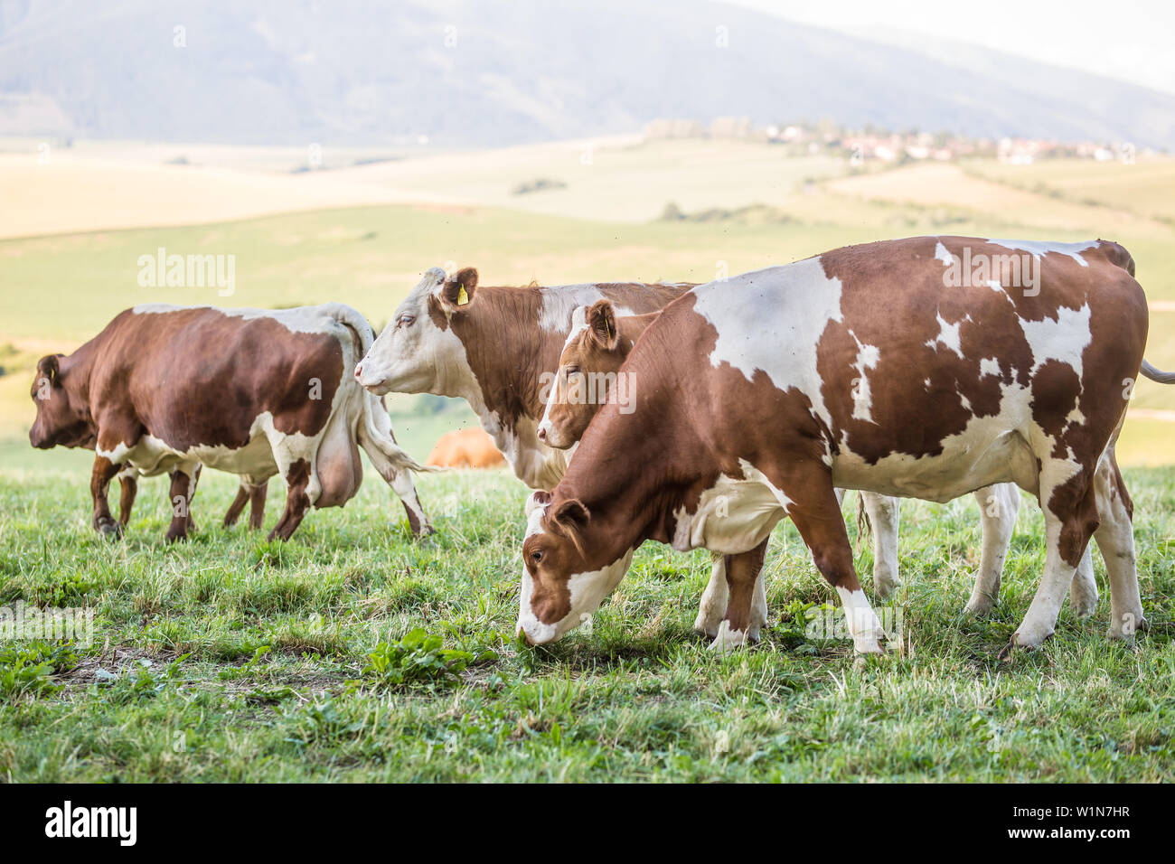 herd cows on a meadows pasture or farmland Stock Photo - Alamy