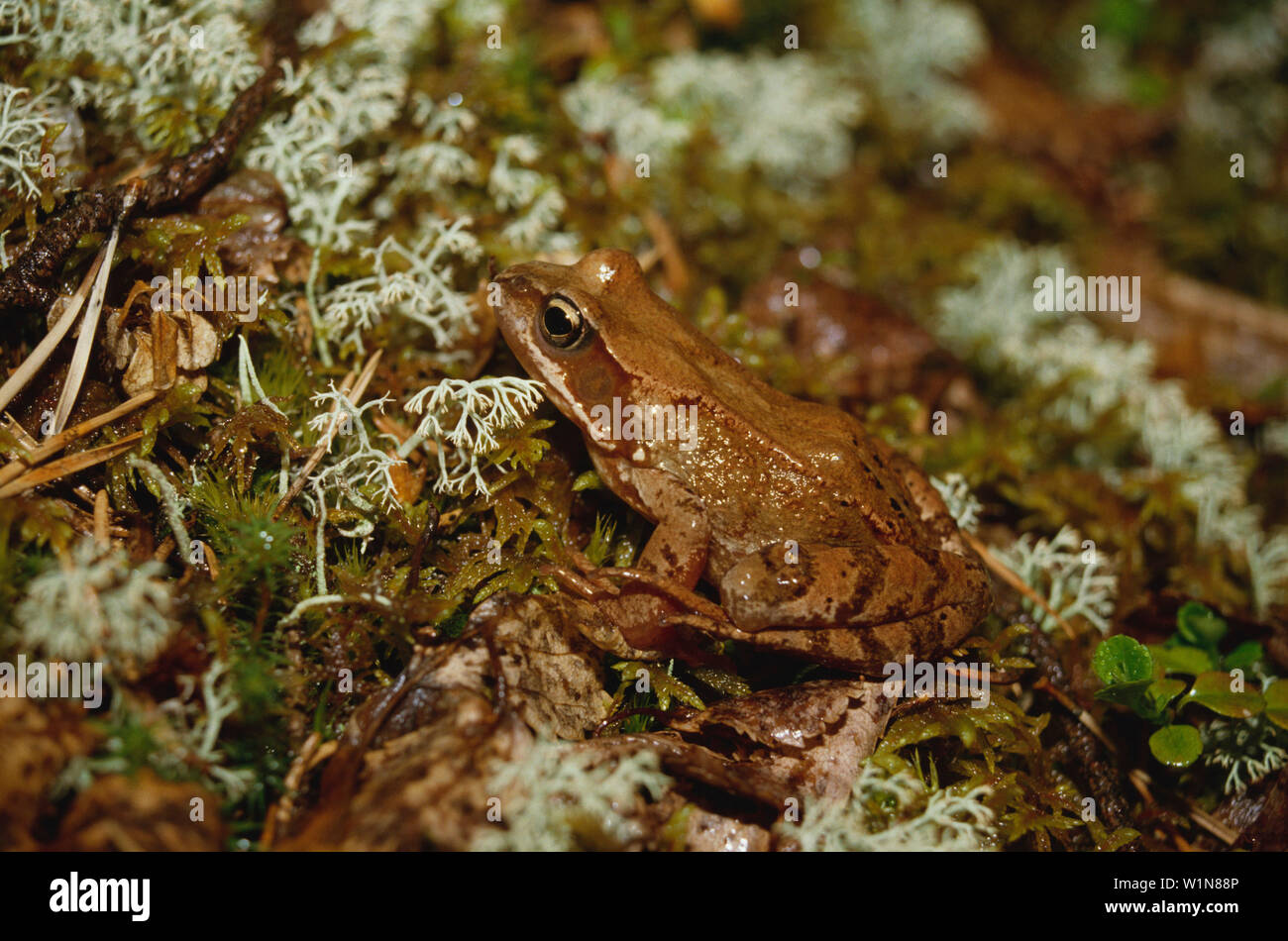 Springfrosch, Amphibien Tiere Stock Photo