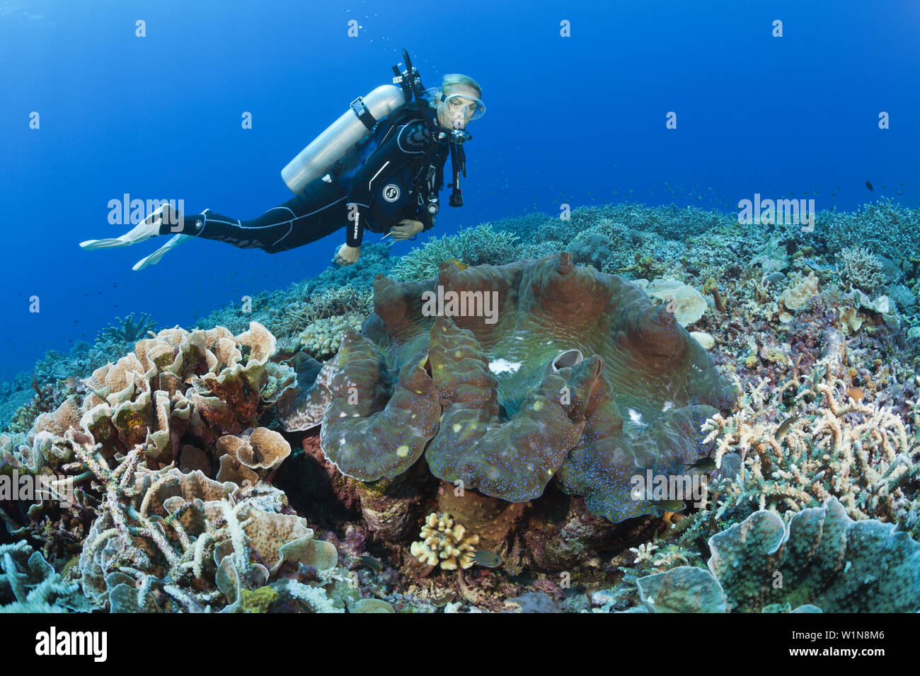 Giant Clam in Coral Reef, Tridacna squamosa, Mary Island, Solomon Islands Stock Photo