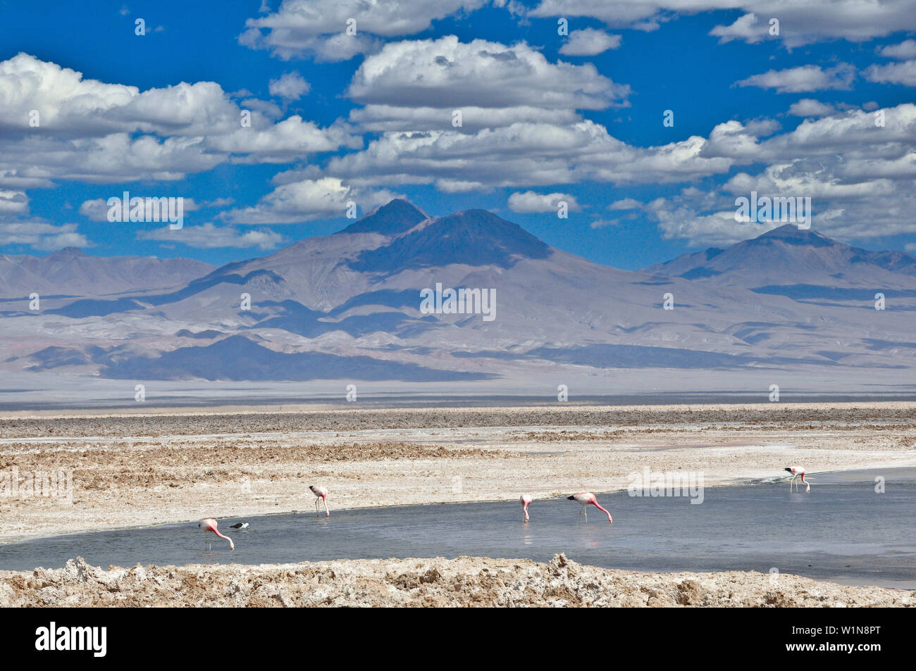 Salt lake Salar de Atacama with Laguna Chaxa und Andean Flamingos, Phoenicoparrus andinus, volcano Licancabur, San Pedro de Atacama, Atacama Wüste, Al Stock Photo