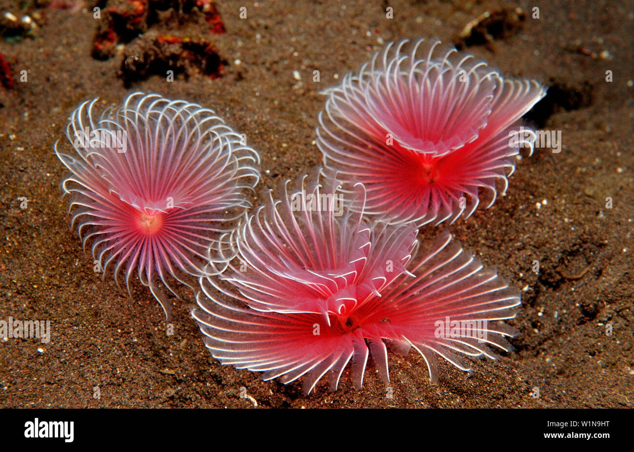 Three Fan worms, Polychaeta, Bali, Indian Ocean, Indonesia Stock Photo