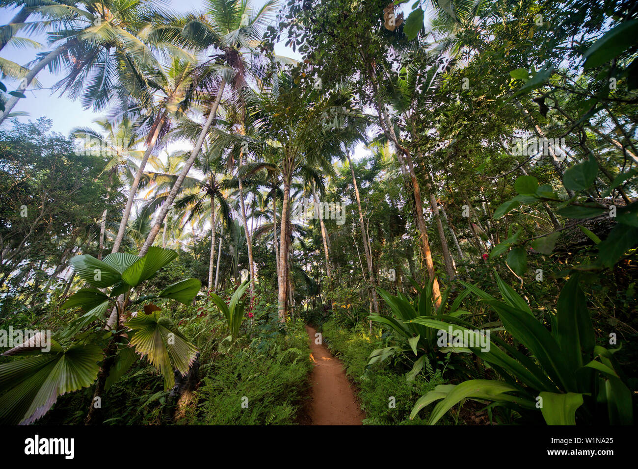 Path through a tropical forest south of Thiruvananthapuram, Kerala, India Stock Photo