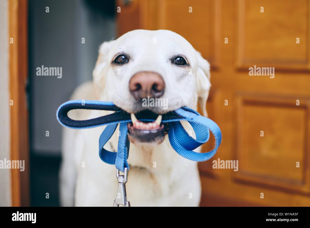 dog mouth leash,New daily offers,woodcraftsofoxford.co.uk