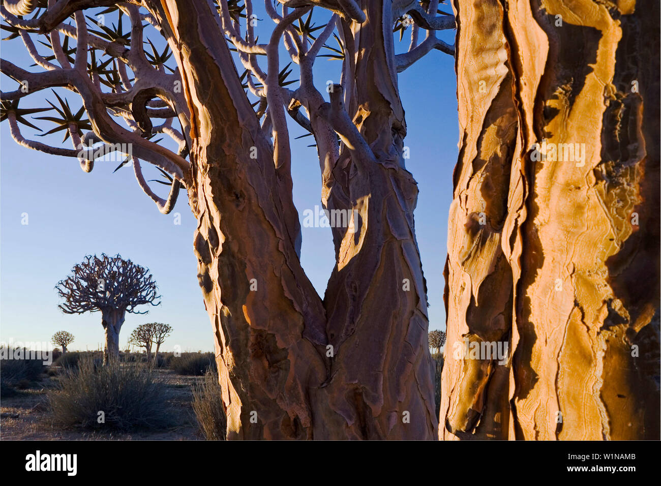 A group of Quivertrees (Aloe dichotoma). Gondwana Canon Park, Fish river canyon. Southern Namibia. Africa. Stock Photo