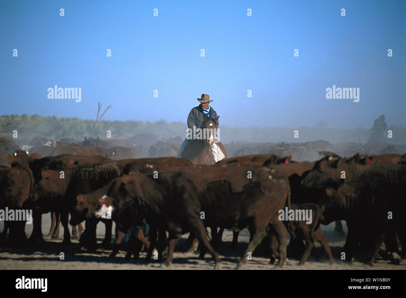 Cattle sorting hi-res stock photography and images - Alamy