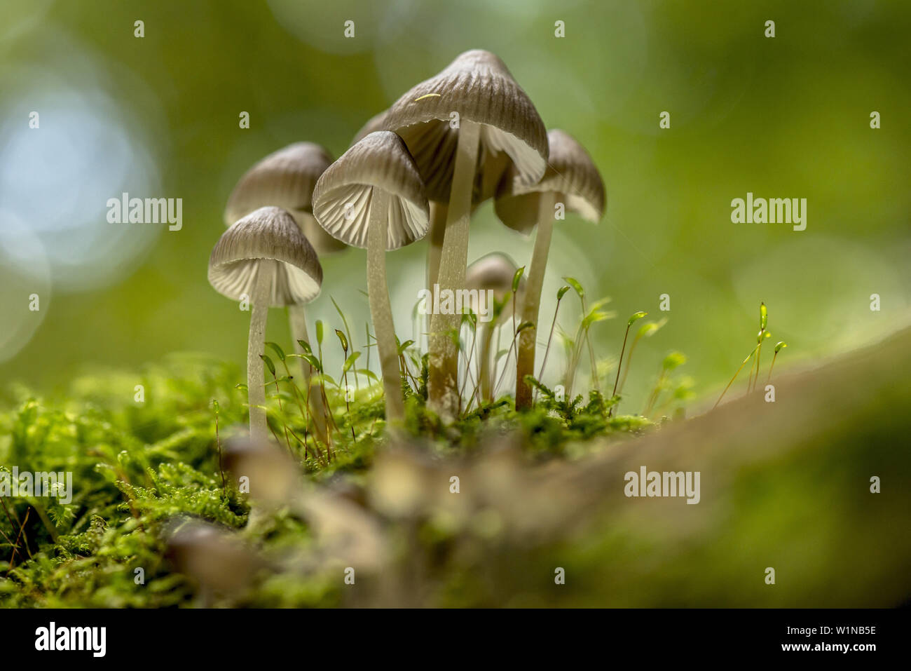 Group of small mushrooms with lamellae on the trunk of a tree covered with moss. Bokeh and light reflexions in the background, biosphere reserve, Schl Stock Photo