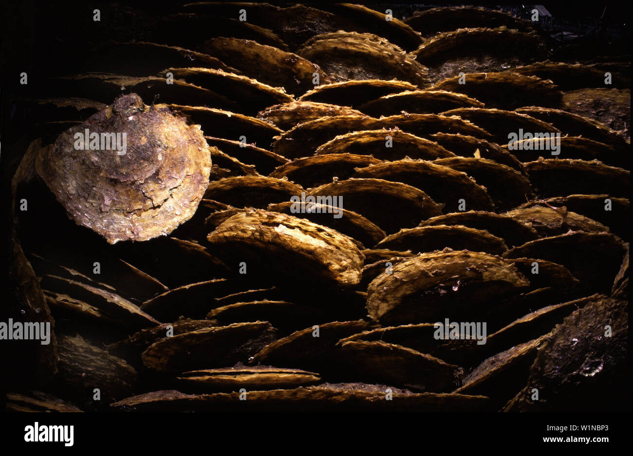 Pinctada oysters in pearl farm, Palawan Island, Philippines Stock Photo Alamy