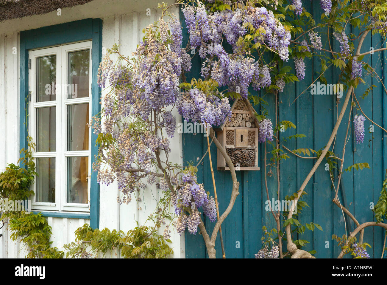 Wisteria house germany hi-res stock photography and images - Alamy