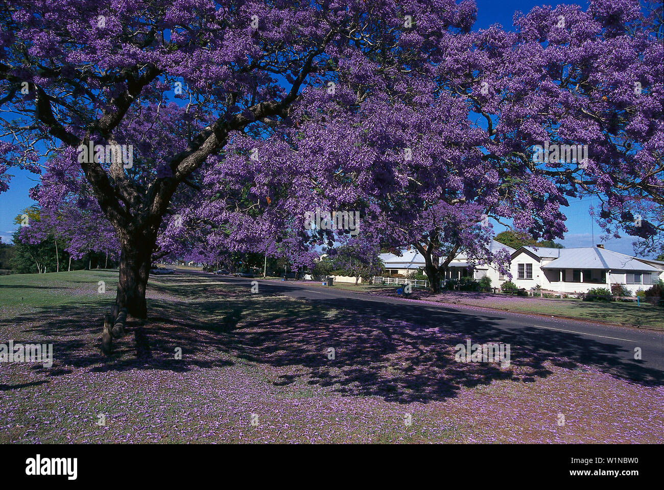 Jacaranda Tree, Grafton NSW, Australia Stock Photo Alamy