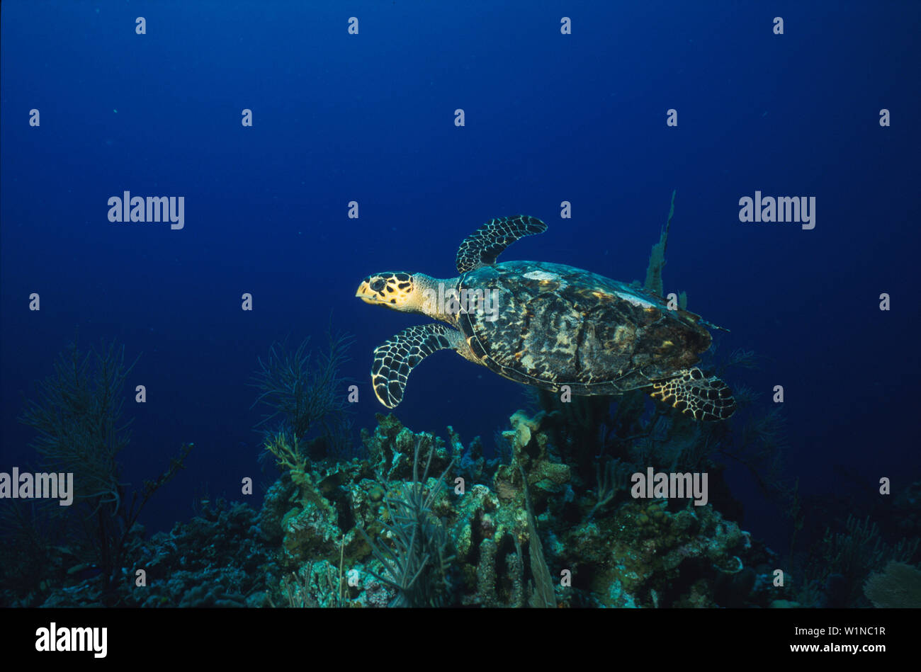 Meeresschildkroete ueber Korallenriff Stock Photo