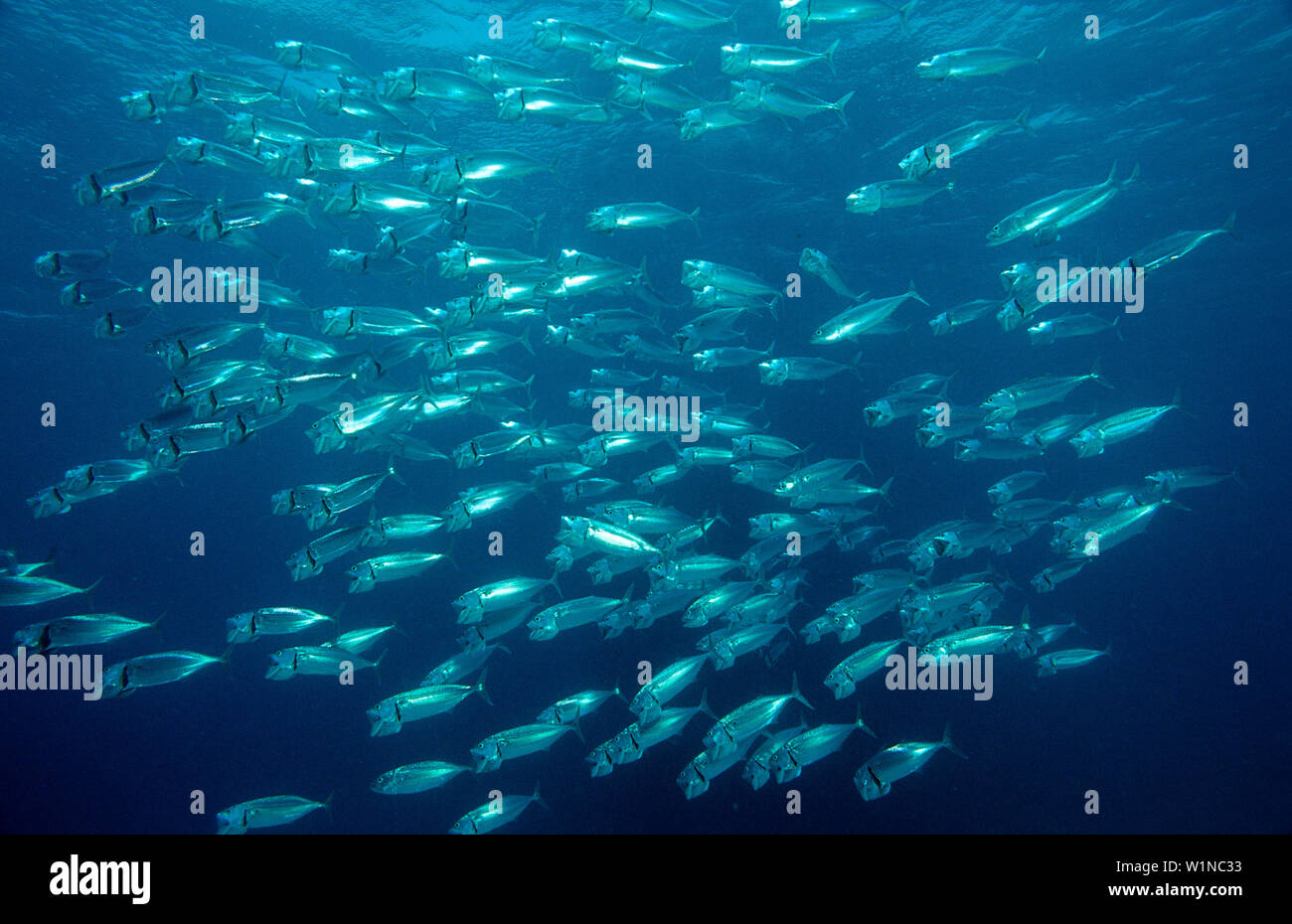 Feeding Indian mackerel, Rastrelliger kanagurta, Egypt, Africa, Sinai, Sharm el Sheik, Red Sea Stock Photo