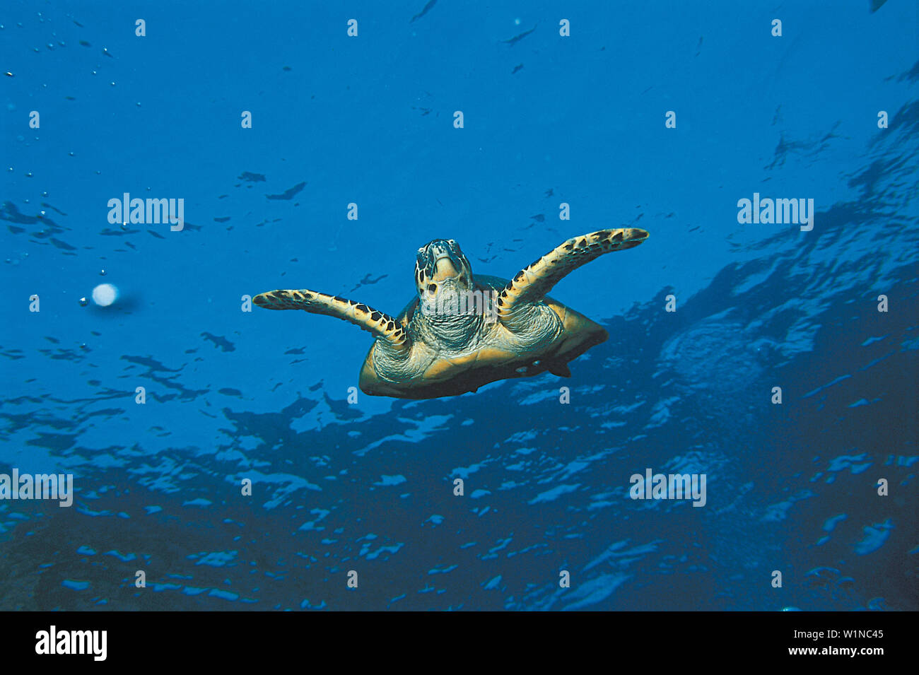 Meeresschildkroete, Rotes Meer Aegypten Stock Photo
